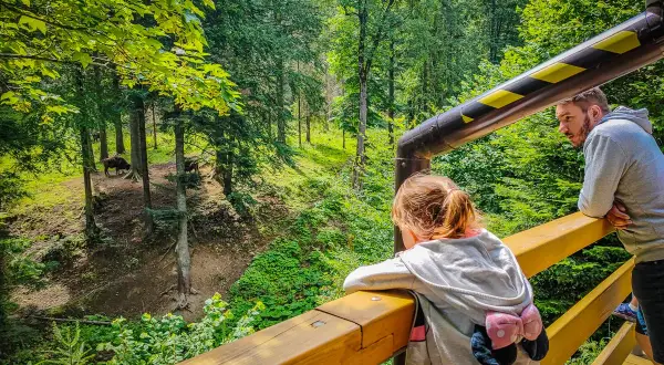 Rodzina obserwuje żubry w lesie, wspaniały park rozrywki dla dzieci podkarpackie.