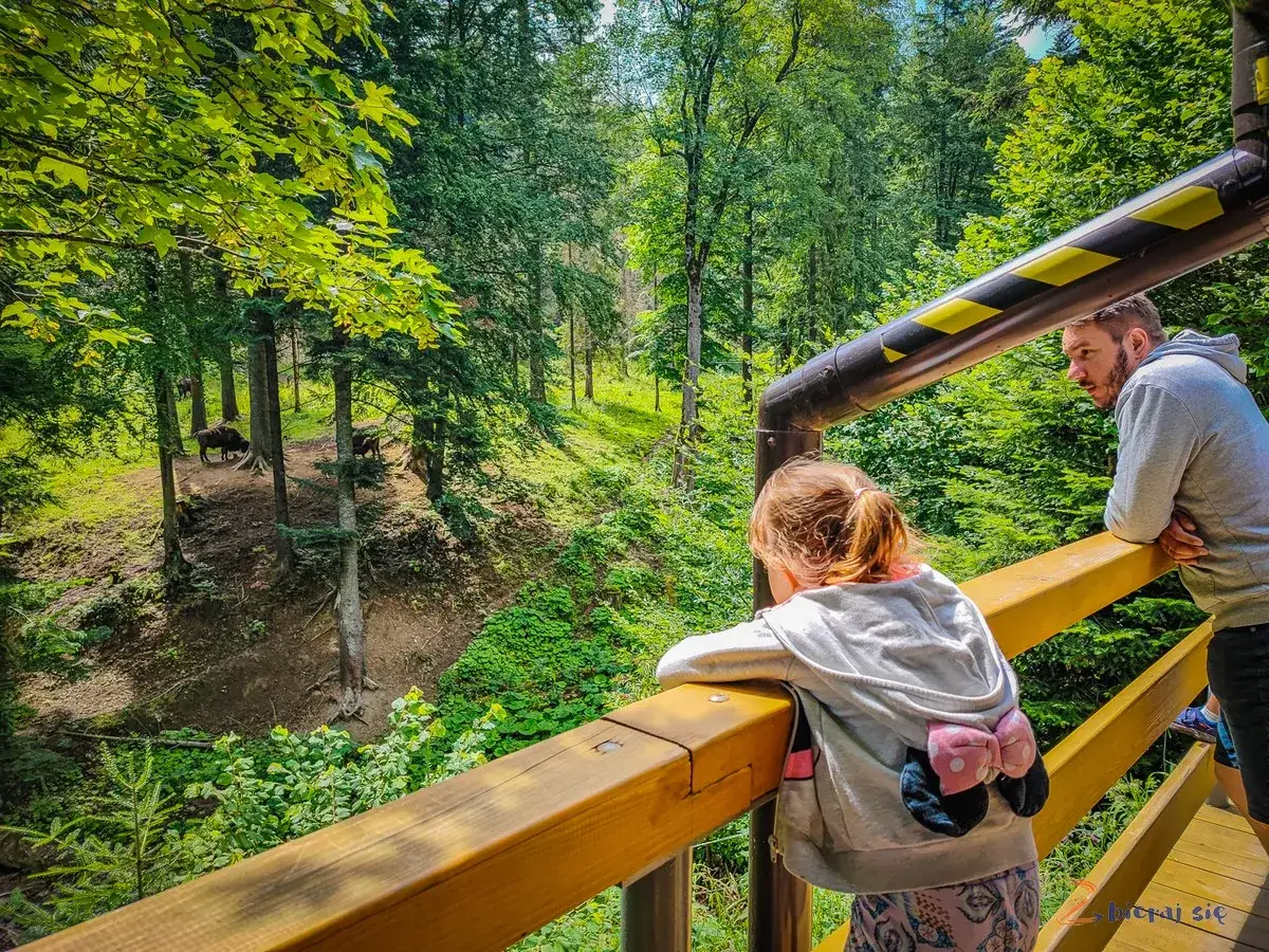 Ojcowie z dziećmi obserwują żubry w lesie. To wspaniały park rozrywki dla dzieci podkarpackie.