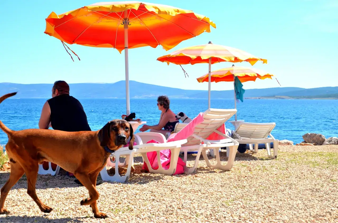 Pies na plaży Chorwacja